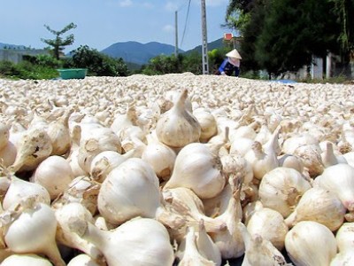 Mua Đặc Sản Lý Sơn Ở Đâu Tại Sài Gòn