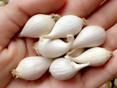 Công ty cung cấp sỉ và lẽ Tỏi cô đơn Lý Sơn Quảng Ngãi