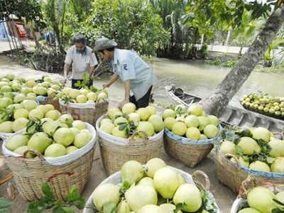 Công ty cung cấp trái cây sạch uy tín tại tphcm