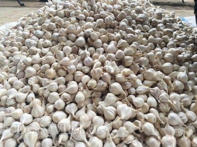 Công ty cung cấp tỏi Lý Sơn Quãng Ngãi tại Thành Phố Hồ Chí Minh