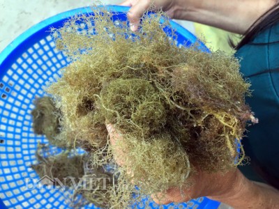 Công ty cung cấp rau đông Lý Sơn Quãng Ngãi