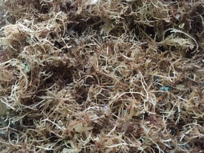 Công ty cung cấp rau đông Lý Sơn Quãng Ngãi tại Thành phố Hồ Chí Minh