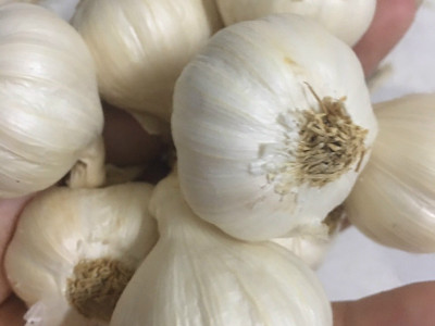 Công ty cung cấp tỏi trắng Quãng Ngãi số lượng lớn giá sỉ