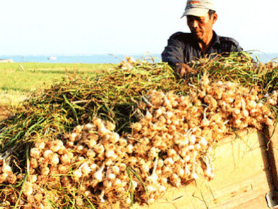 Cung cấp tỏi sỉ và lẽ khu vực tphcm