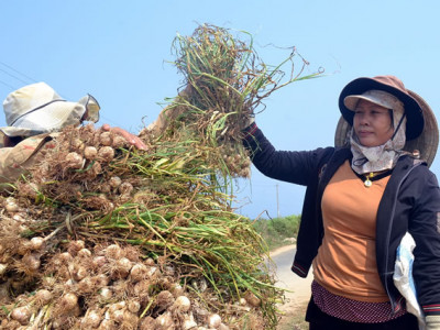 Tỏi Lý Sơn, Điểm Bán Tỏi Lý Sơn Tại TpHCM