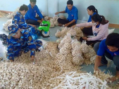 Vựa Tỏi Lý Sơn, điểm mua bán tỏi lý sơn uy tín giá rẽ