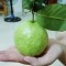 Ổi ruột đỏ Cái Bè chính hiệu