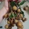 Nhãn xuồng cơm vàng Cái Bè chất lượng