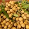 Nhãn xuồng cơm vàng Cái Bè sỉ lẻ
