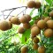 Nhãn xuồng cơm vàng Cái Bè chính hiệu