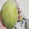 Xoài Xiêm chín Cái Bè Tiền Giang chất lượng