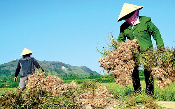 Thu hoạch tỏi tại đảo Lý Sơn