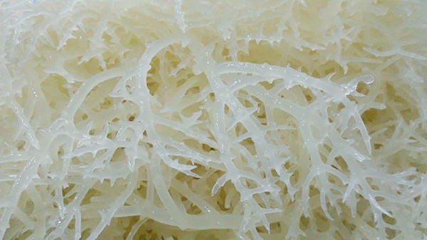 Rau chân vịt tươi