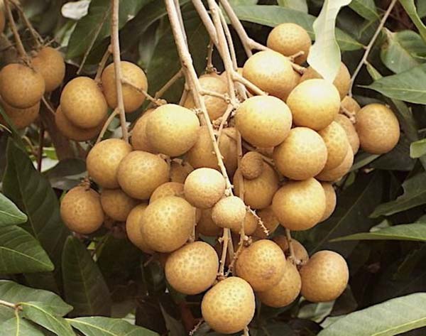 Cung cấp nhãn Thái Ido Cái Bè Tiền Giang tại TP. Hồ Chí Minh