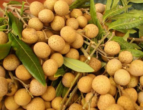 Cung cấp nhãn xuồng cơm vàng Cái Bè Tiền Giang - www.quocbuugroup.com