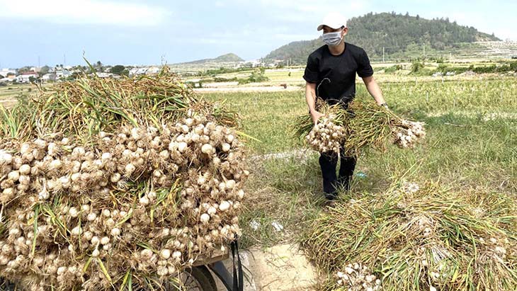 Công ty cung cấp sỉ và lẽ tỏi ở tại 3 miền tại Việt Nam