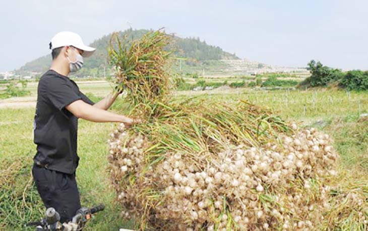 Công ty mua bán tỏi Lý Sơn Quãng Ngãi tại tphcm uy tín giá tốt nhất