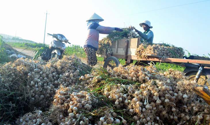 Địa điểm mua bán tỏi Lý Sơn Quãng Ngãi uy tín nhất tại tphcm