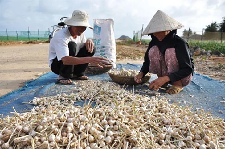 Giá tỏi Lý Sơn chính gốc, cung cấp tỏi lý sơn xuất khẩu chất lượng tốt