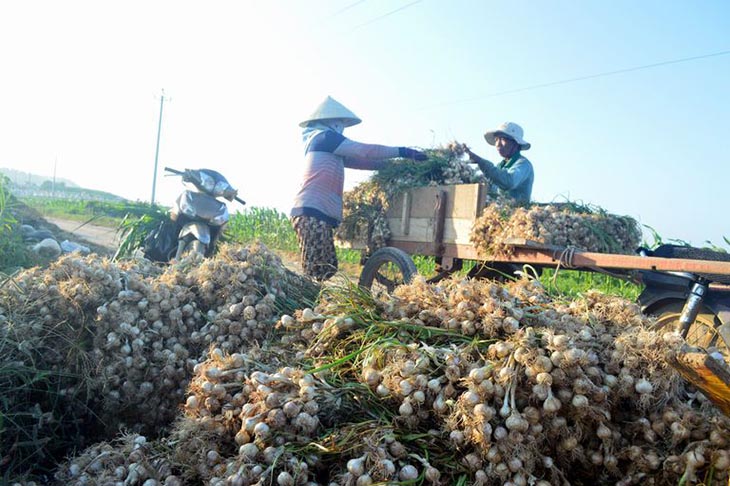 Tỏi Lý Sơn chính gốc ở Quảng Ngãi hiện là vua tỏi Việt Nam