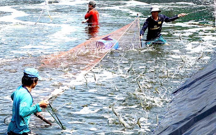 Báo giá sản xuất nuôi trồng và cung cấp giống thủy hải sản giá rẽ tại Bình Thuận