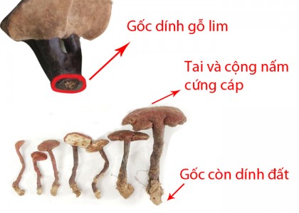 Nấm-lim-xanh-Tiên-Phước-Quảng-Nam-thật