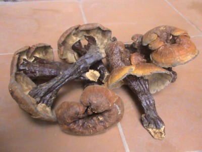 Nấm lim xanh giả