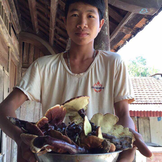 Công dụng nấm lim xanh trong điều trị ung thư gan