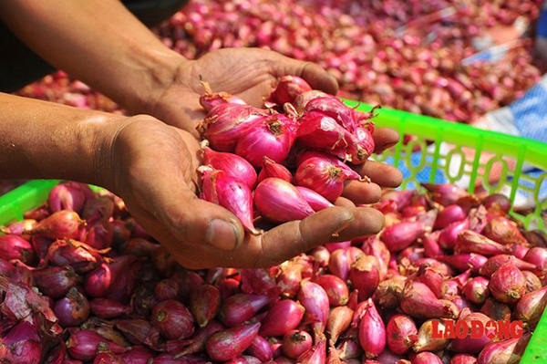 Hành Tím Đặc Sản Lý Sơn